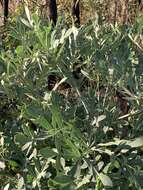 Image of Transvaal Cabbage Tree