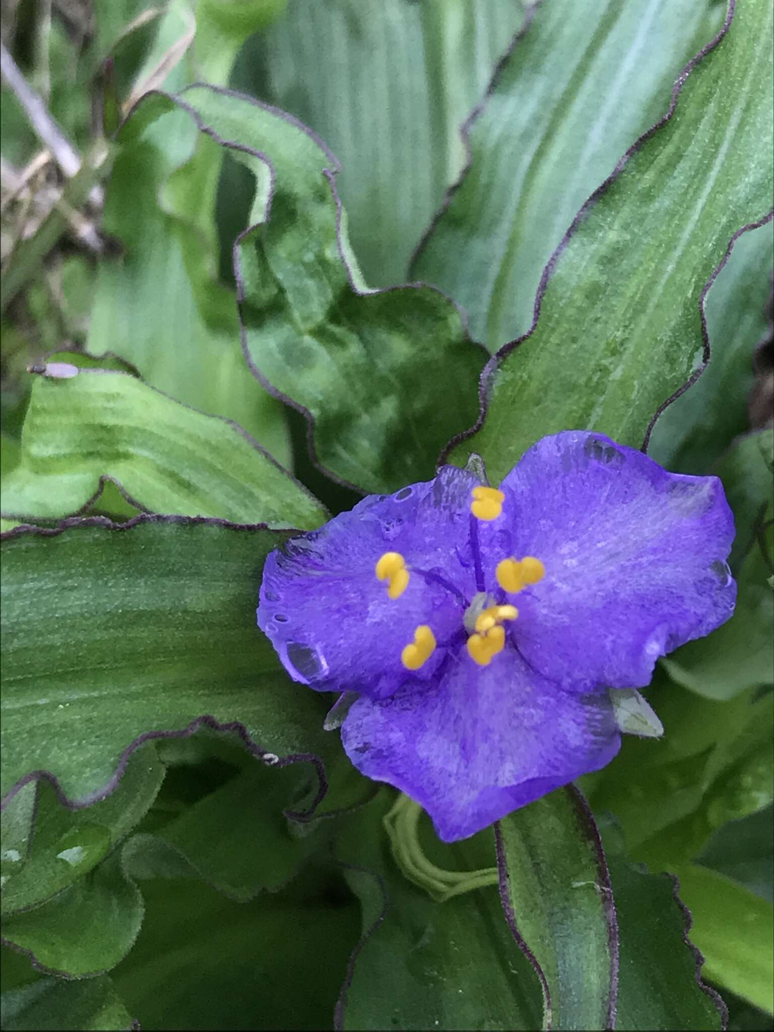 Image of diffuse spiderwort