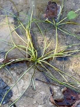 Image of Appalachian Quillwort