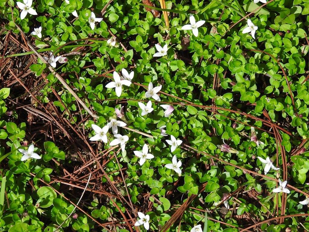 Image of Arcytophyllum serpyllaceum (Schltdl.) Terrell