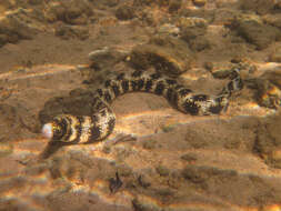 Image of Snowflake moray