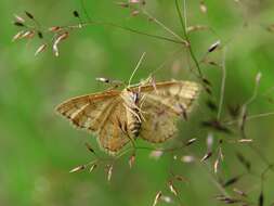 صورة Idaea serpentata Hüfnagel 1767