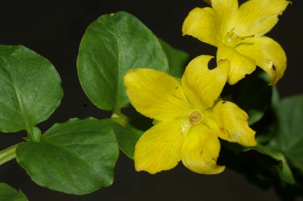 Image of creeping jenny