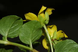 Image of creeping jenny