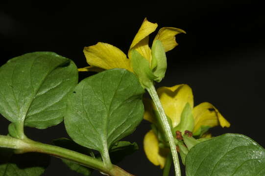 Слика од Lysimachia nummularia L.
