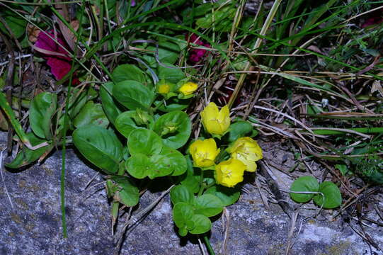 Слика од Lysimachia nummularia L.