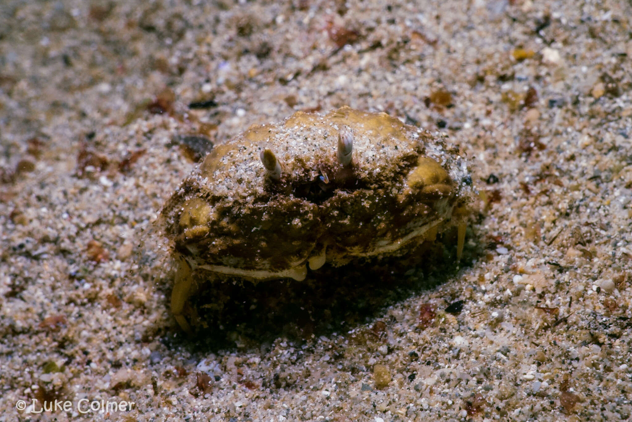 Image of smooth box crab