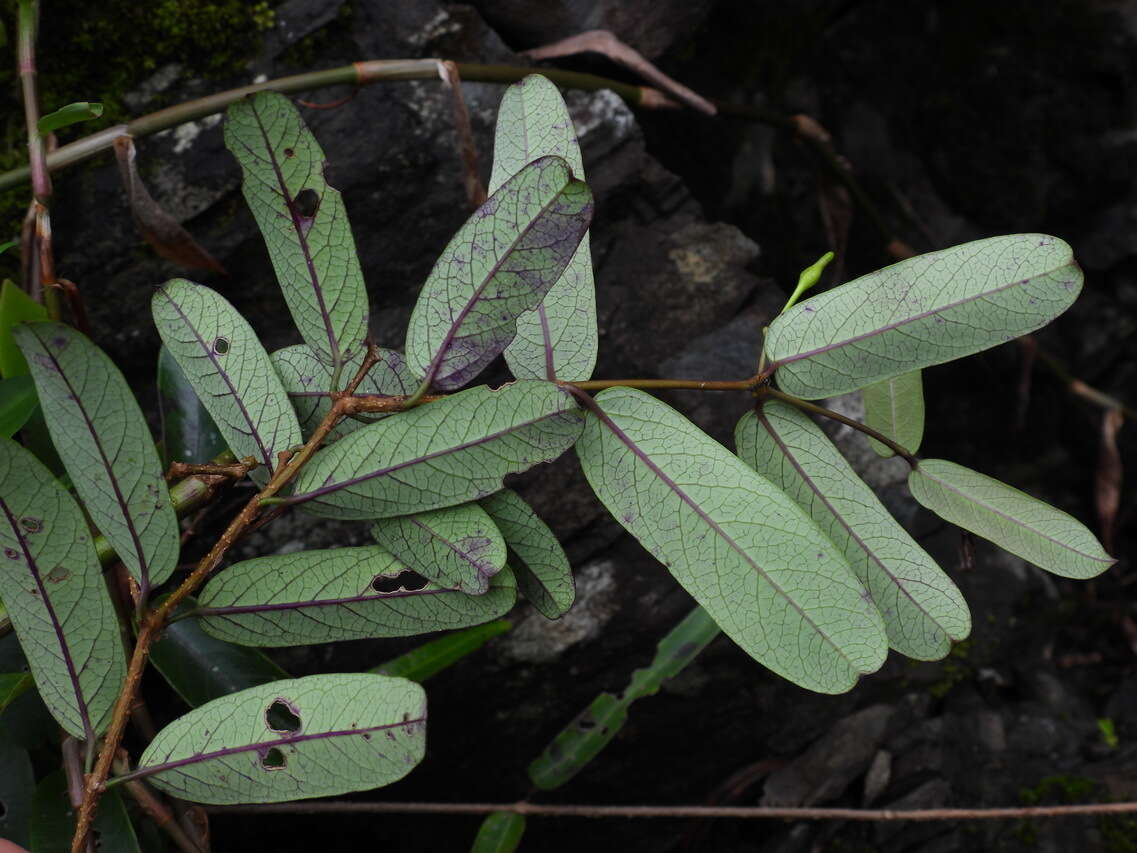 Image of Cryptolepis sinensis (Lour.) Merr.