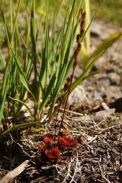 Image of Common Sundew