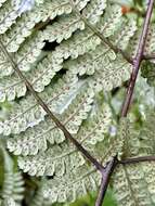 Image of Cornopteris banajaoensis (C. Chr.) K. Iwats. & M. G. Price