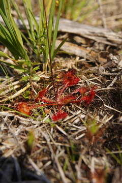 Image of Common Sundew