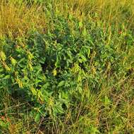 Image of Crotalaria pallida var. pallida