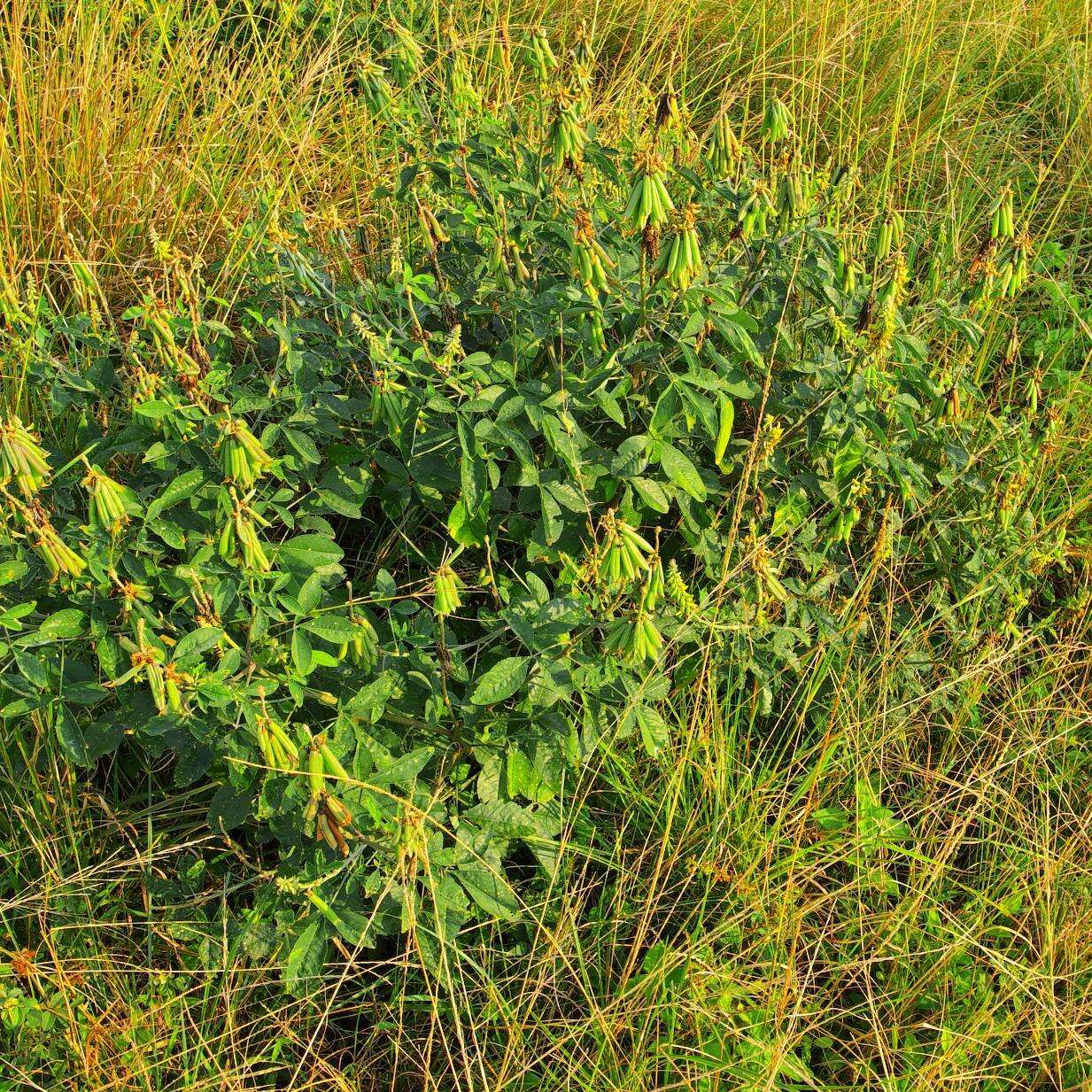 Image of Crotalaria pallida var. pallida