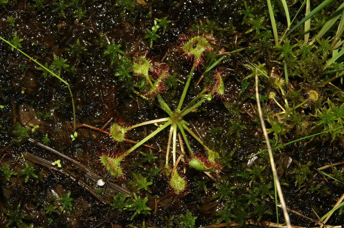 Image of Common Sundew