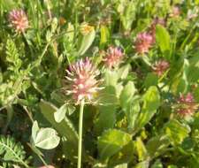 Image of Mediterranean clover