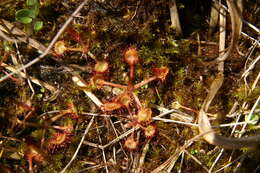 Image of Common Sundew