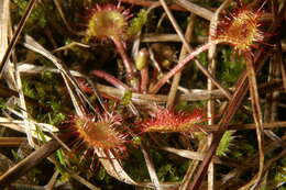 Image of Common Sundew