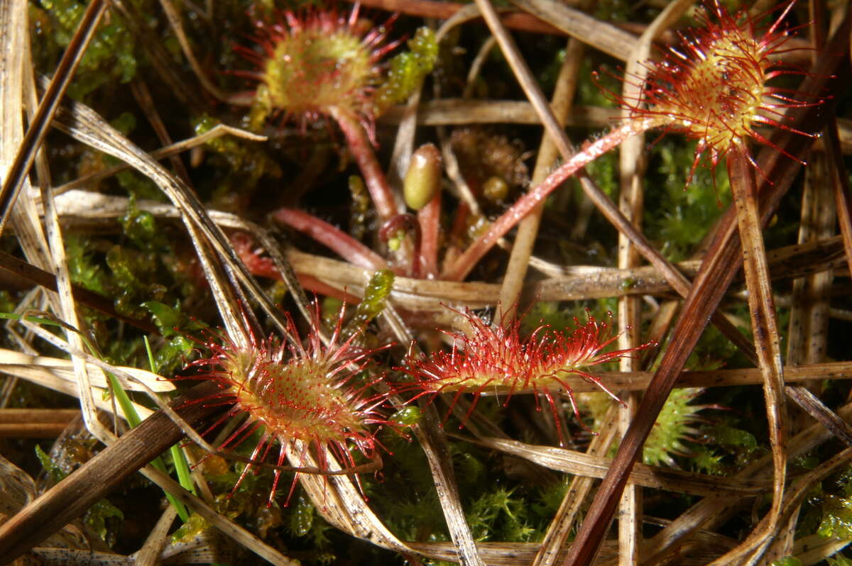 Image of Common Sundew