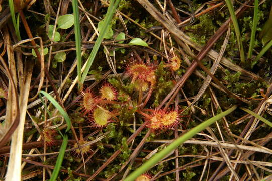 Image of Common Sundew