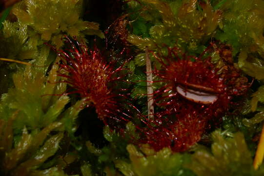 Image of Common Sundew