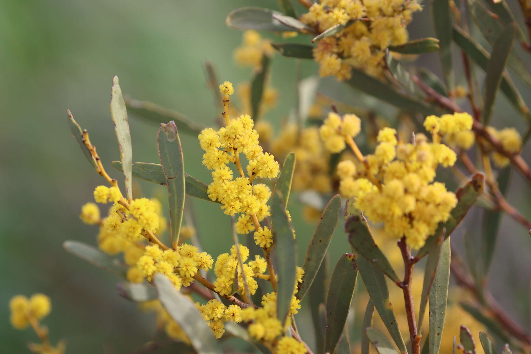 Image of Acacia hakeoides A. Cunn. ex Benth.