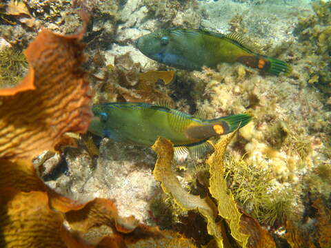 Image of Spiny-tailed leatherjacket