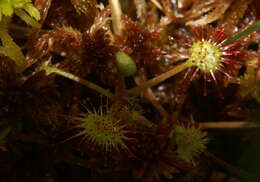 Image of Common Sundew