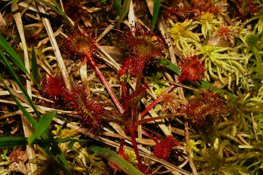 Image of Common Sundew