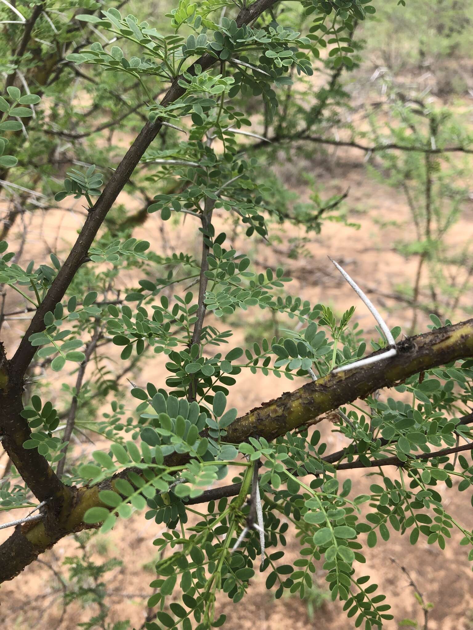 Imagem de Vachellia exuvialis (Verd.) Kyal. & Boatwr.