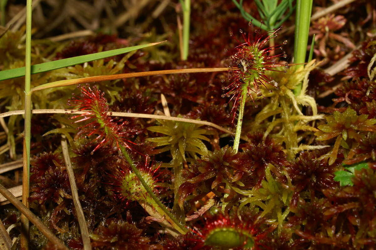 Image of Common Sundew