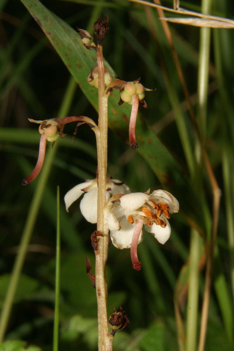 Image of round-leaved wintergreen