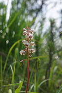 Image of round-leaved wintergreen