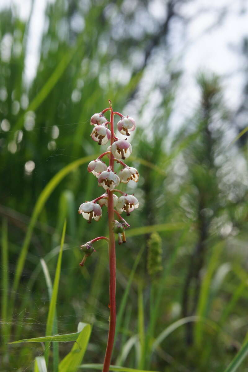 Image of round-leaved wintergreen