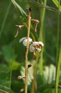 Image of round-leaved wintergreen