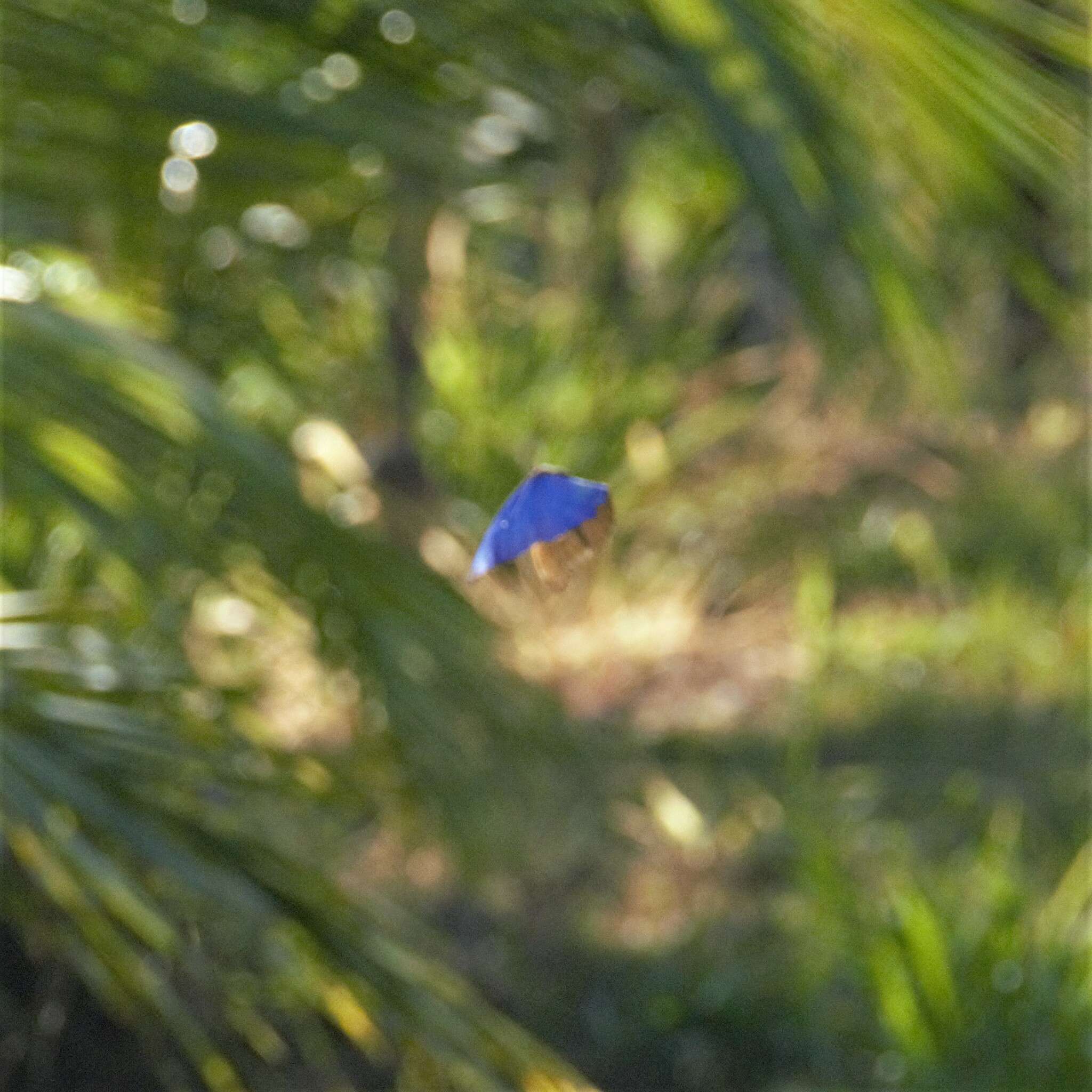 Image of Morpho menelaus amathonte