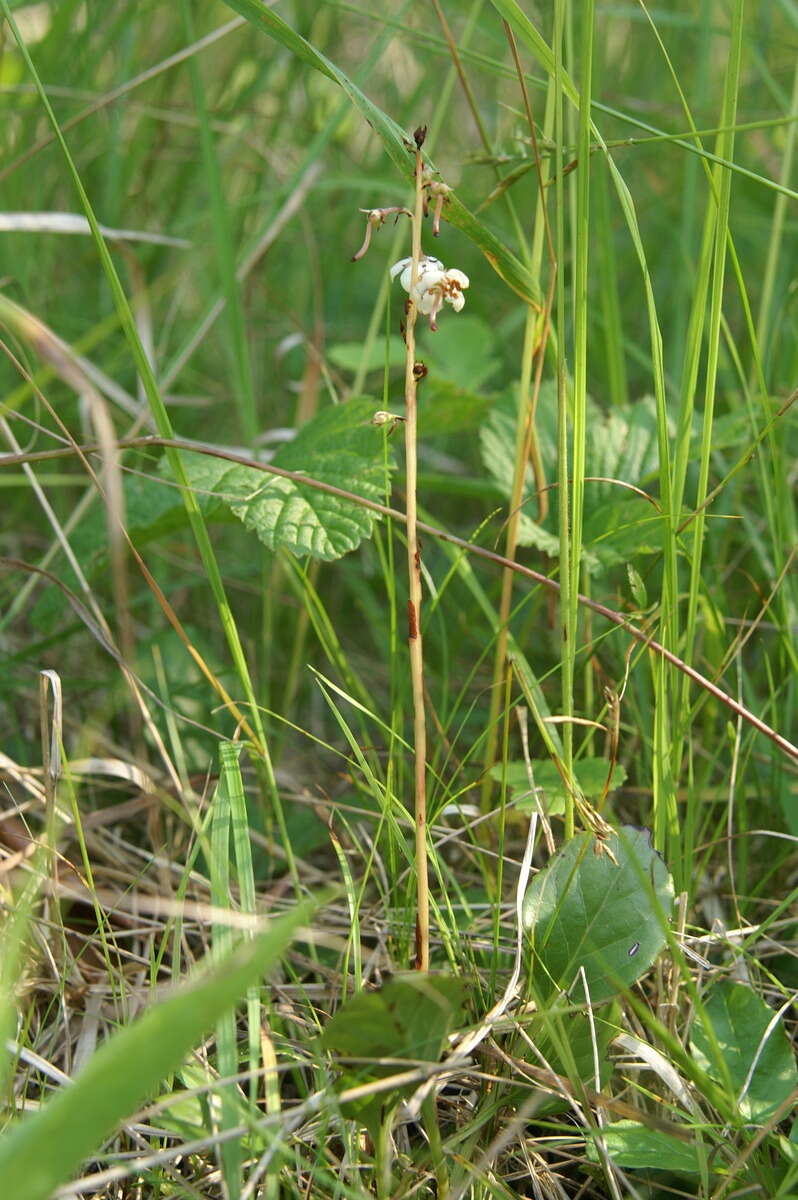 Image of round-leaved wintergreen