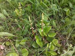 Image of round-leaved wintergreen