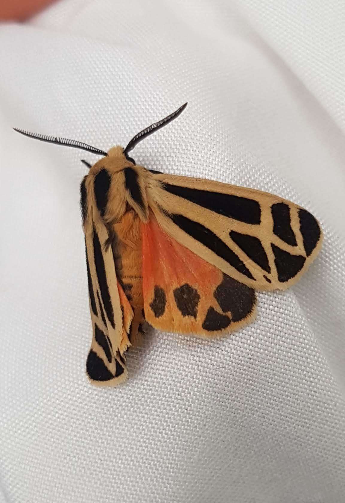 Image of Nais Tiger Moth