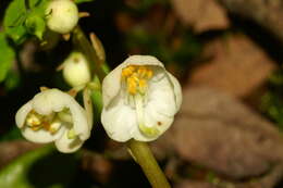 Image of round-leaved wintergreen