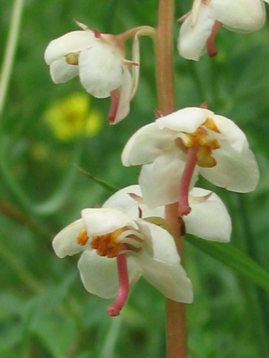 Image of round-leaved wintergreen