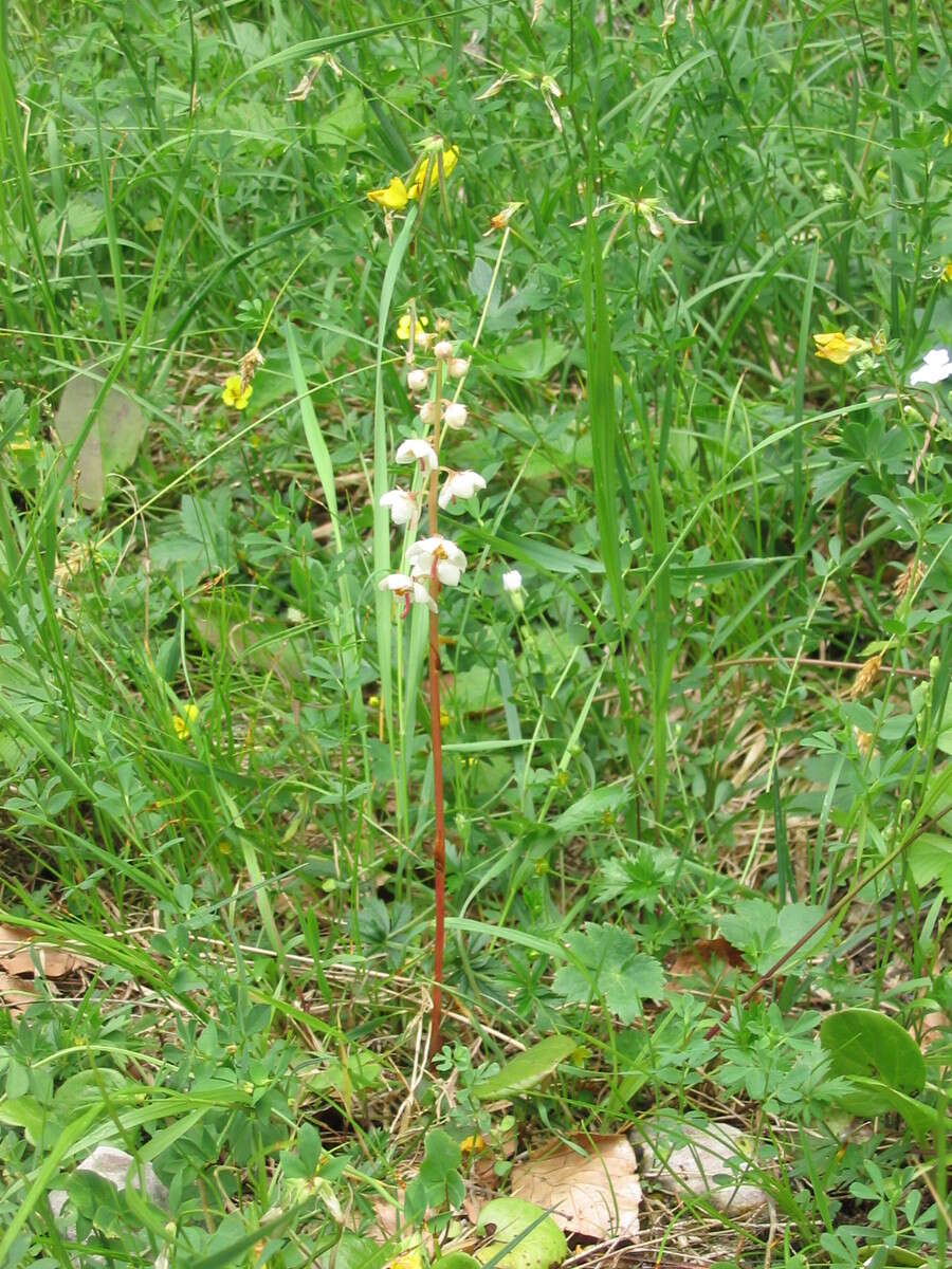 Image of round-leaved wintergreen