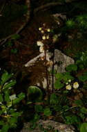 Image of round-leaved wintergreen