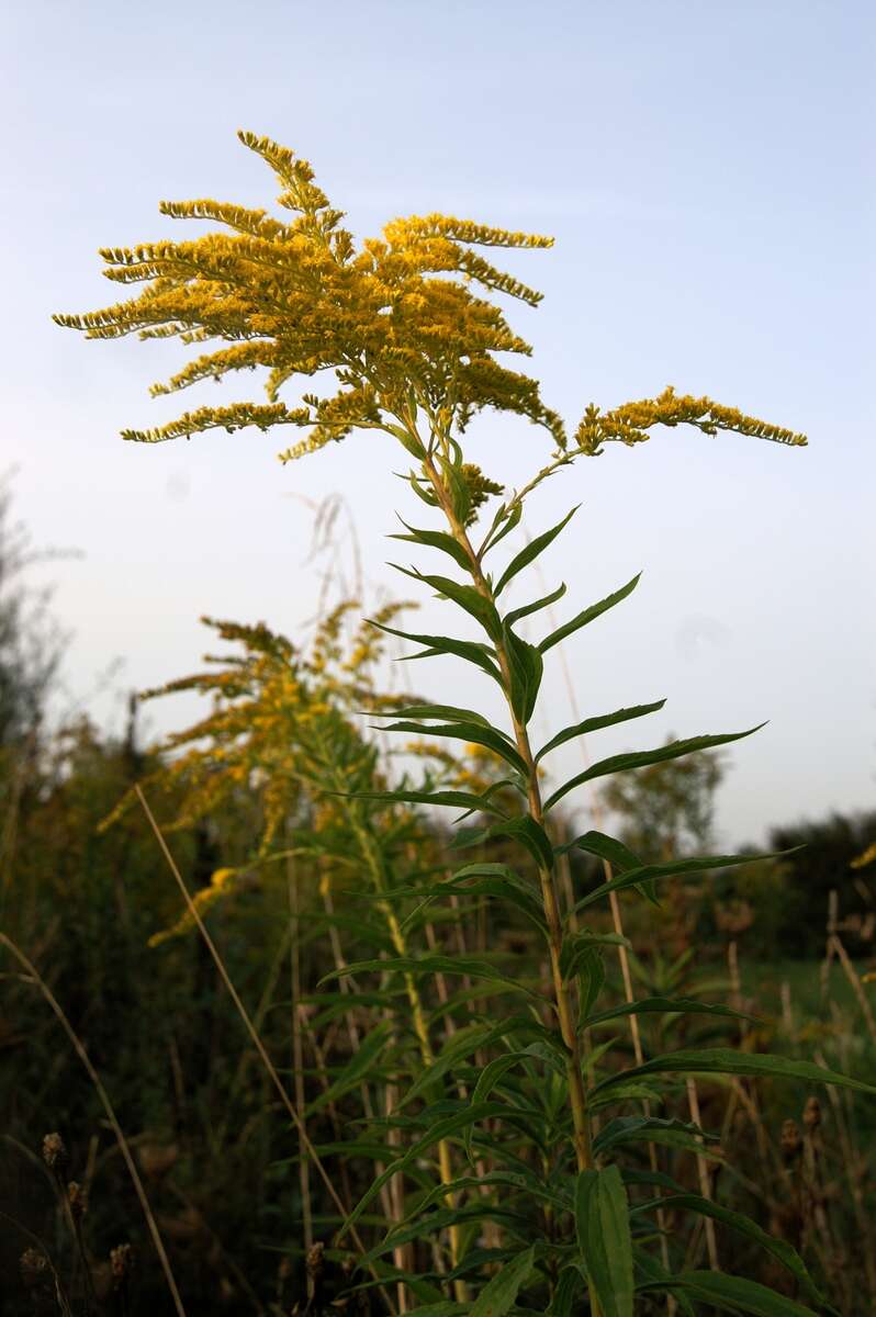 Imagem de Solidago gigantea Ait.