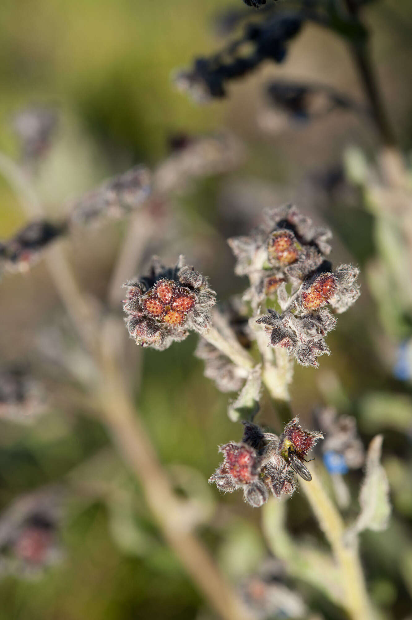 Image de Cynoglossum alpestre Ohwi