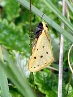 Imagem de Setina irrorella Linnaeus 1758