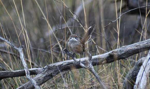 Image of Striated Grasswren