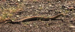 Image of Northern Pacific Rattlesnake