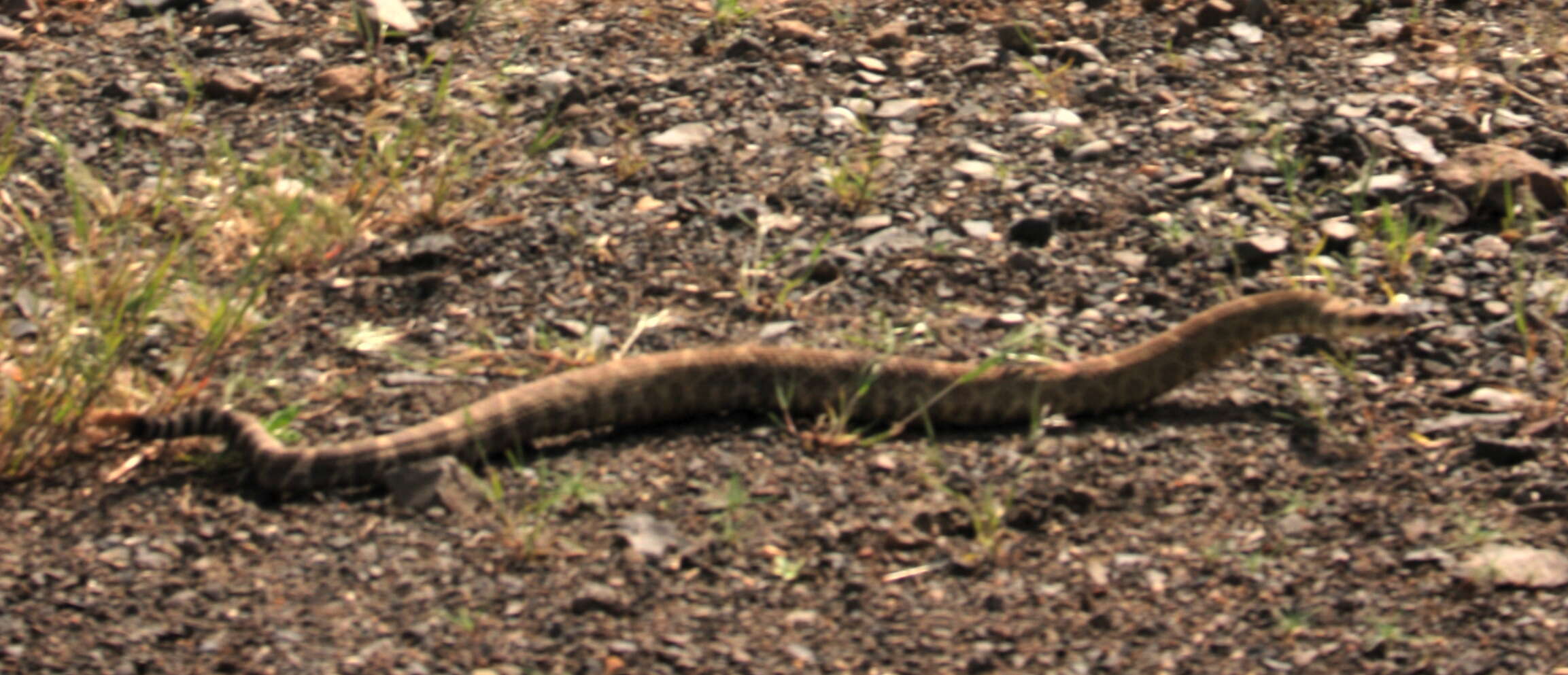 Image of Northern Pacific Rattlesnake