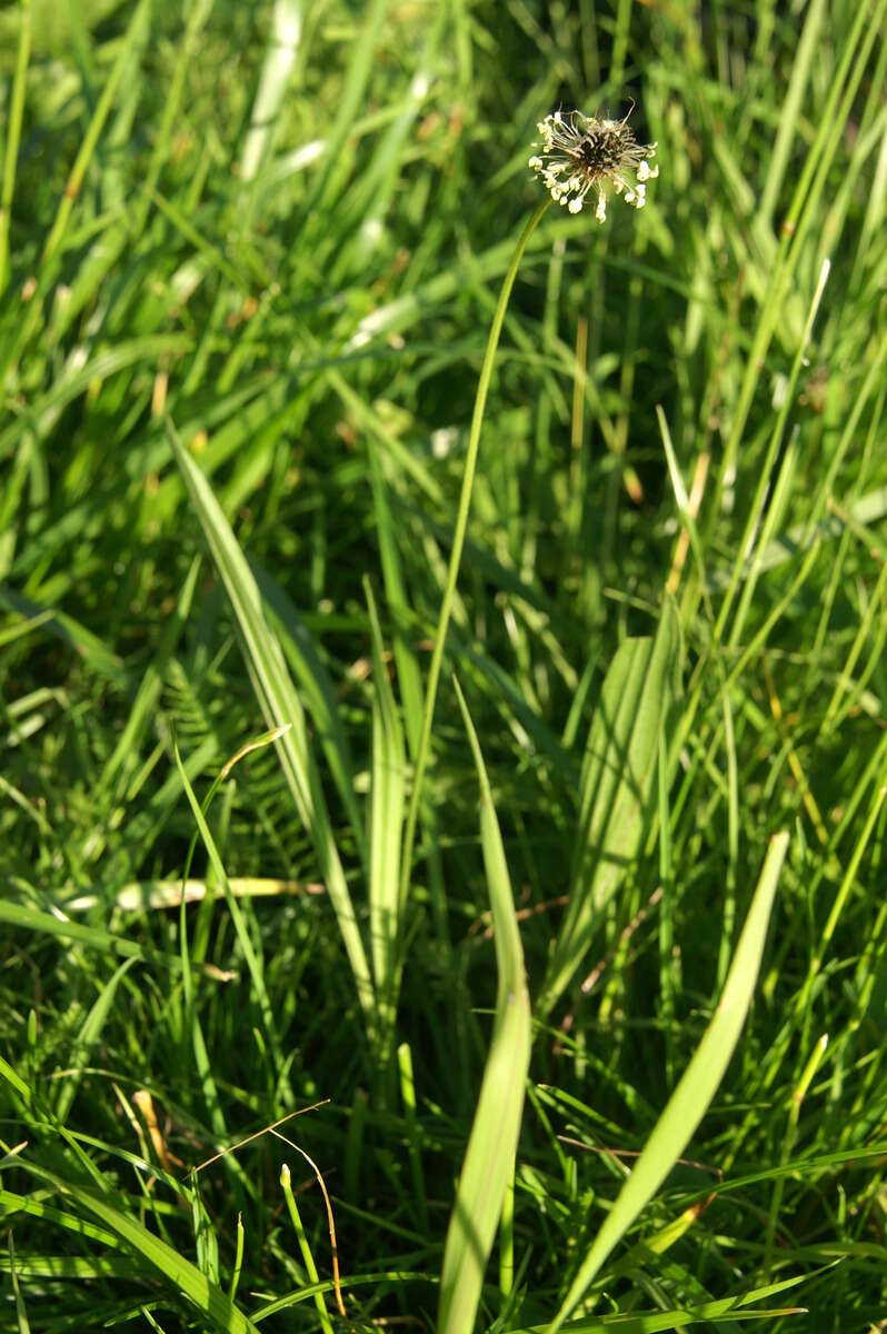 Image of Ribwort Plantain