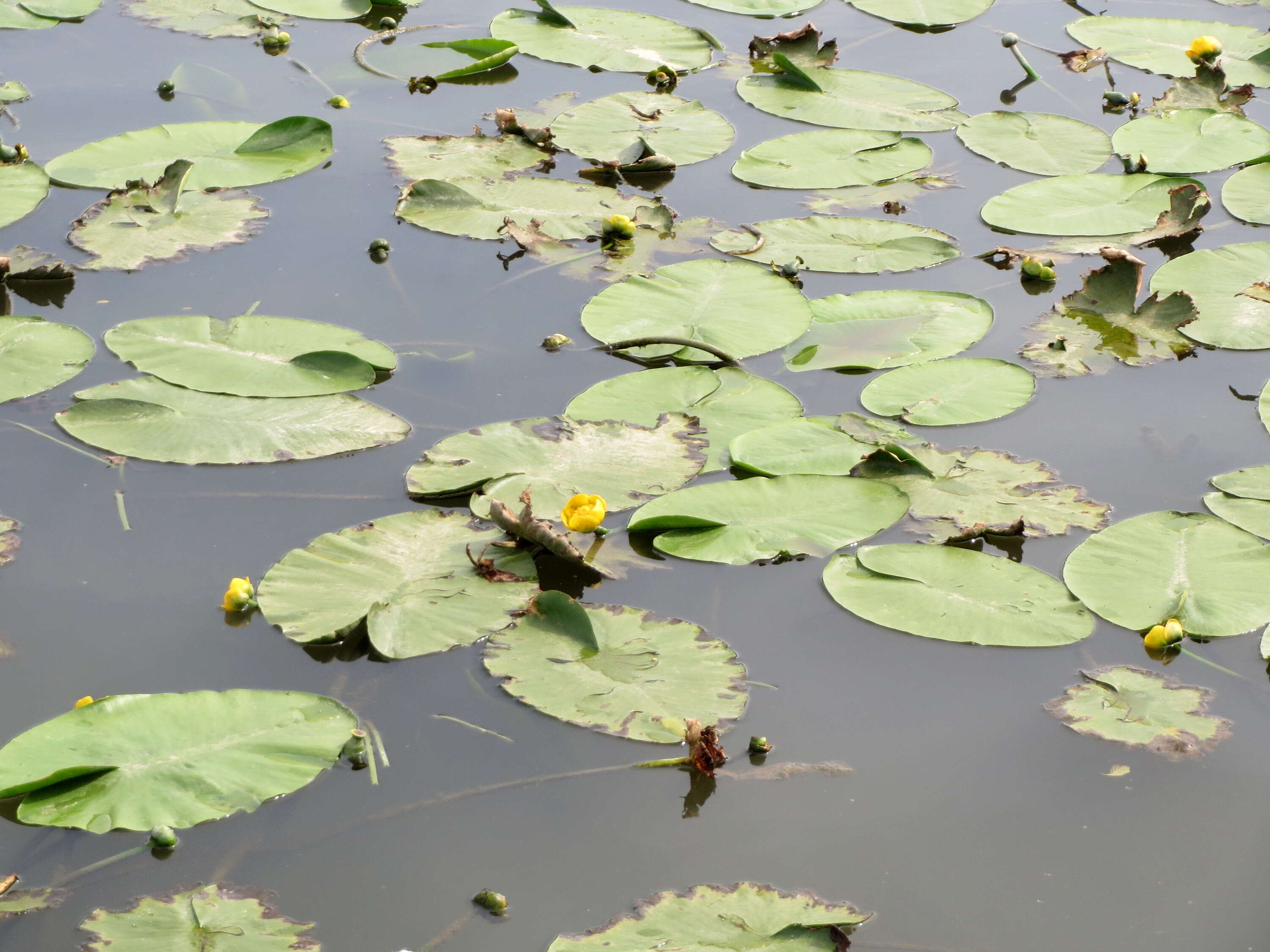 Image of Yellow Water-lily